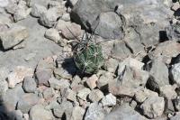 pa_033_coryphantha_wohlschlageri.jpg