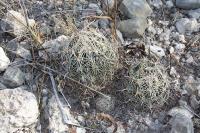 pa_034_coryphantha_delicata.jpg