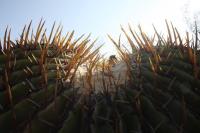pa_035_echinocactus_platyacanthus.jpg