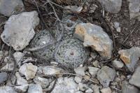 pa_036_mammillaria_formosa.jpg