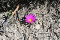 pa_037_ariocarpus_agavoides.jpg
