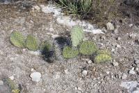 pa_038_opuntia.jpg