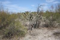 pa_039_cylindropuntia_imbricata.jpg