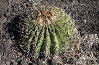 pa_040_echinocactus_platyacanthus.jpg