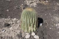 pa_041_ferocactus_echidne.jpg