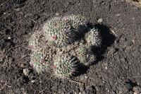 pa_042_mammillaria_centralifera.jpg