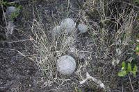 pa_043_mammillaria_candida.jpg