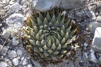 pa_045_ariocarpus_trigonus.jpg