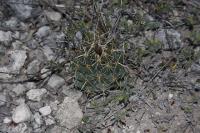 pa_046_coryphantha_vaupeliana.jpg