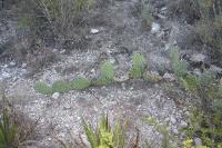 pa_047_opuntia.jpg