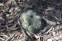 pa_050_mammillaria_baumii.jpg