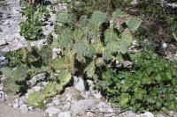 pa_051_opuntia.jpg