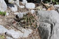 pa_052_hamatocactus_sinuatus.jpg