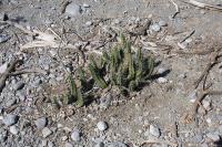 pa_053_echinocereus_pentalophus.jpg