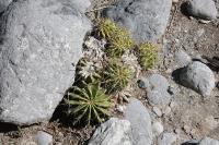 pa_054_ferocactus_echidne_var._victoriensis.jpg