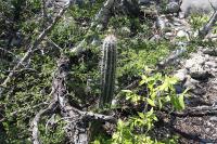 pa_055_pilosocereus_palmeri.jpg