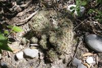 pa_056_coryphantha_delicata.jpg