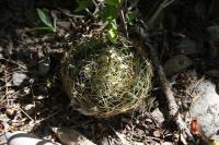 pa_057_mammillaria_viereckii.jpg