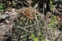 pa_058_hamatocactus_sinuatus.jpg