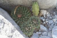 pa_059_mammillaria_magnimamma.jpg