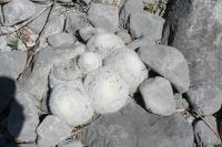 pa_060_mammillaria_candida.jpg