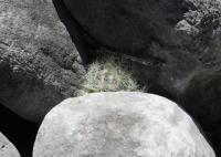 pa_062_mammillaria_baumii.jpg