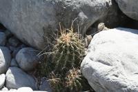pa_064_hamatocactus_sinuatus.jpg