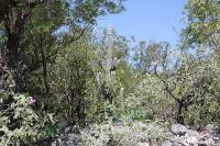 pa_065_pilosocereus_palmeri.jpg
