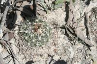 pa_066_coryphantha_delicata.jpg