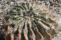 pa_067_homalocephala_texensis.jpg