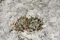 pa_068_ariocarpus_trigonus.jpg