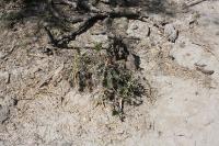 pa_069_hamatocactus_sinuatus.jpg
