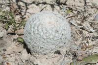 pa_070_mammillaria_candida.jpg