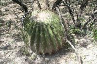 pa_071_echinocactus_platyacanthus.jpg