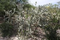 pa_072_cylindropuntia_imbricata.jpg