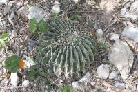 pa_073_homalocephala_texensis.jpg