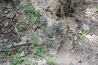 pa_074_mammillaria_baumii.jpg
