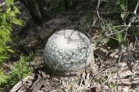 pa_075_mammillaria_candida.jpg