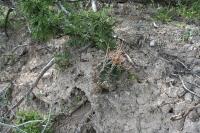 pa_076_hamatocactus_sinuatus.jpg