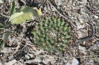 pa_078_mammillaria_heyderi.jpg