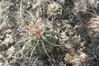 pa_079_hamatocactus_sinuatus.jpg
