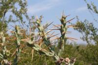 pa_080_cylindropuntia_kleiniae.jpg