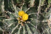 pa_081_ferocactus_echidne_var._victoriensis.jpg
