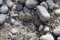 pa_082_coryphantha_delicata.jpg