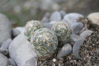 pa_083_neolloydia_grandiflora.jpg