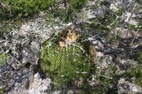 pa_084_echinocactus_platyacanthus.jpg