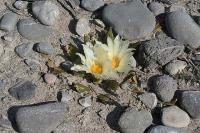 pa_085_ariocarpus_trigonus_var._minor.jpg