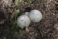 pa_086_mammillaria_candida.jpg