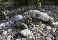 pa_087_hamatocactus_sinuatus.jpg