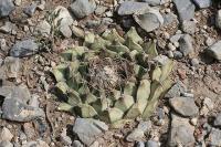 pa_088_obregonia_denegrii.jpg